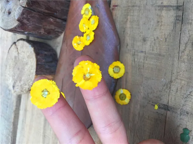Bezmaksas sūtījumu Little daisy Dzeltens, Balts, Sarkans,Violets, Zils Nospiests ziedu žāvētu ziedu Dabas ziedi DIY materiāliem