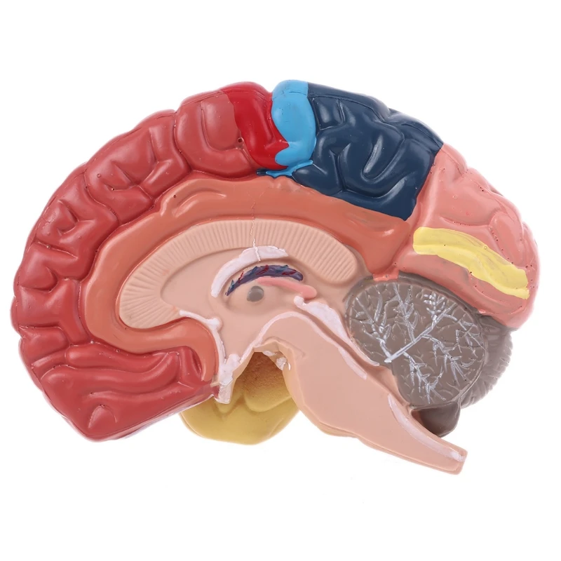 Dzīves Izmēra Cilvēka Smadzeņu Funkcionālās Zonas Modeli, Anatomijas Zinātnes Klasē Studiju