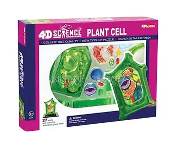 4 D Master augu šūnu anatomijas Skelets Modelis pārdošanai izmēru rotaļlietas anatomijas modelis, Medicīnas Zinātne izglītībai iekārtas