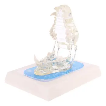 Caurspīdīgs Suņa Zobu Un Žokļa Zobu Modelis Anatomijas Mācību Suņu Demonstrācija