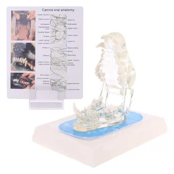 Caurspīdīgs Suņa Zobu Un Žokļa Zobu Modelis Anatomijas Mācību Suņu Demonstrācija
