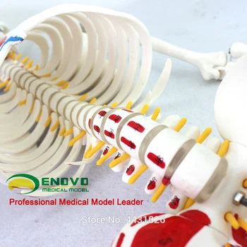 Anatomija Medicīna 85CM Cilvēka Skeleta Modelis Neiromuskulārās Sākt un Apturēt Skelets Jogas Mācību Mugurkaula egg204