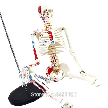 Anatomija Medicīna 85CM Cilvēka Skeleta Modelis Neiromuskulārās Sākt un Apturēt Skelets Jogas Mācību Mugurkaula egg204