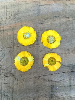 Bezmaksas sūtījumu Little daisy Dzeltens, Balts, Sarkans,Violets, Zils Nospiests ziedu žāvētu ziedu Dabas ziedi DIY materiāliem