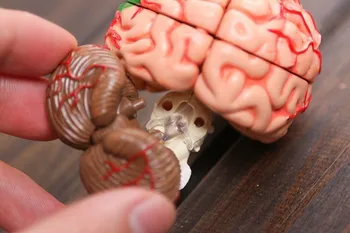 4D master Cilvēka smadzeņu struktūras paraugs, modelis, salikts Anatomija dimensiju modeli 32pcs komplekts bezmaksas piegāde