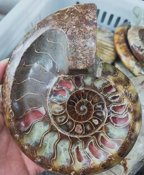 500g Kristāla pelnu trauku Dabas Gliemene fosilā pelnu trauku bļodā Ammonite kvarca Dārgakmens tabakas kārbiņu Dziedināšanas apdare