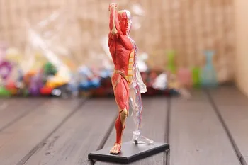4D Samontēti Cilvēka Muskuļu Anatomiju Modelis Anatomijas Modelis Medicīnisko Modeli Cilvēka Anatomija Pārredzamu Struktūru, Medicīnas Zinātņu Piegāde