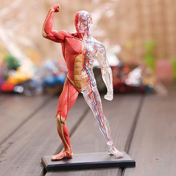 4D Samontēti Cilvēka Muskuļu Anatomiju Modelis Anatomijas Modelis Medicīnisko Modeli Cilvēka Anatomija Pārredzamu Struktūru, Medicīnas Zinātņu Piegāde