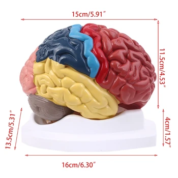 Dzīves Izmēra Cilvēka Smadzeņu Funkcionālās Zonas Modeli, Anatomijas Zinātnes Klasē Studiju